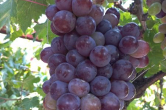 Grapes from the Original Vinyards
