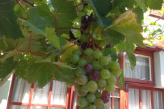 Grapes from the Original Vinyards